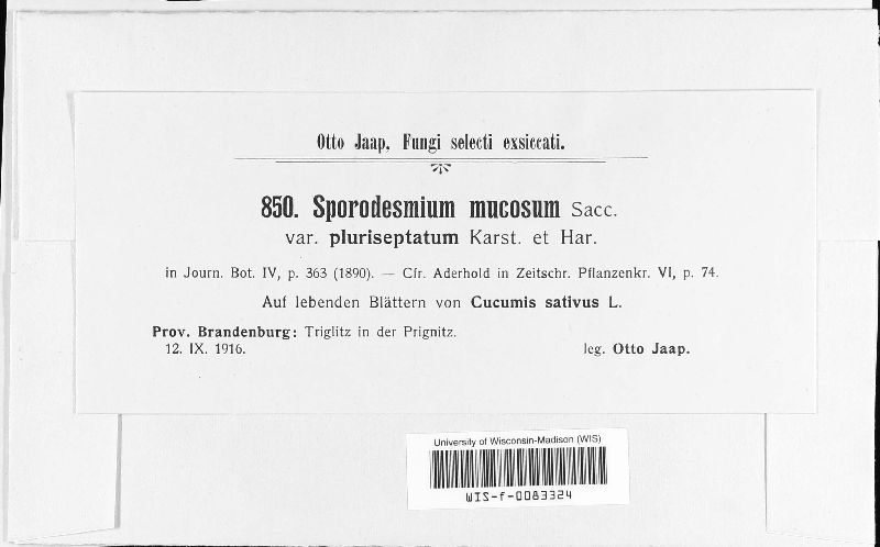 Sporidesmium mucosum image
