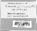 Stictochorella populi-nigrae image