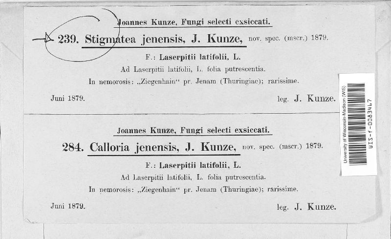 Stigmatea jenensis image