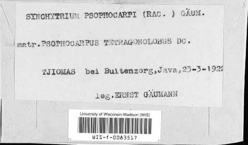 Synchytrium psophocarpi image