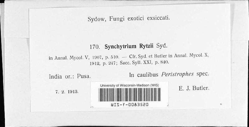 Synchytrium rytzii image