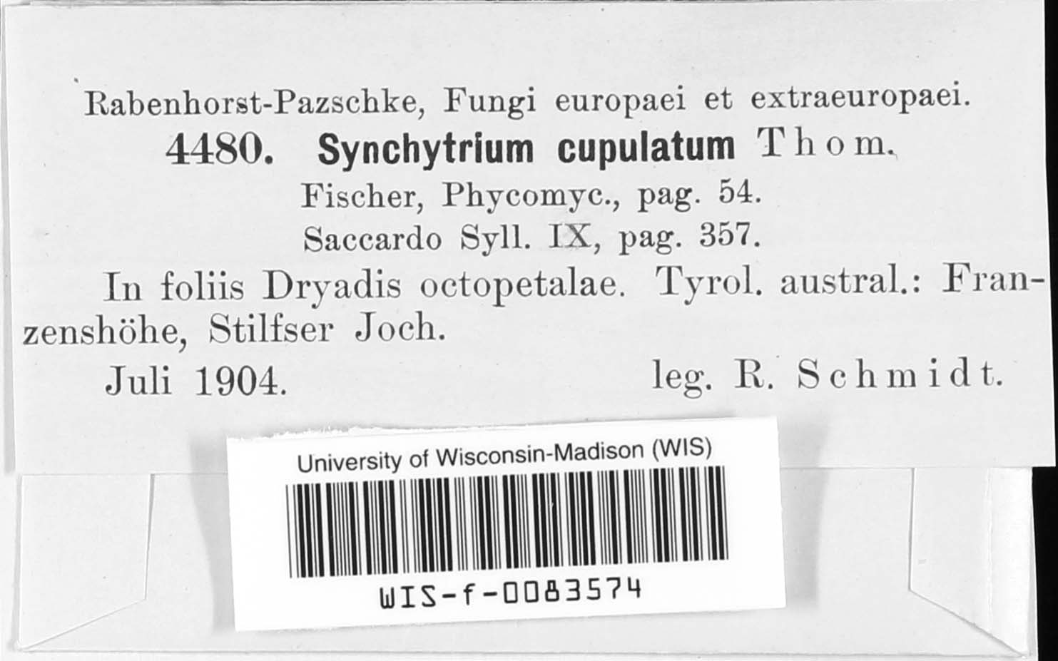 Synchytrium cupulatum image
