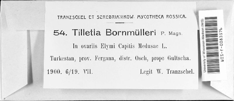 Tilletia bornmuelleri image