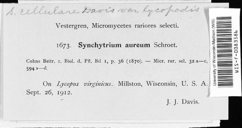 Synchytrium cellulare image