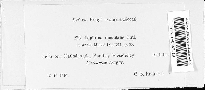 Taphrina maculans image