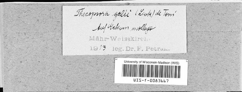 Pucciniastrum guttatum image