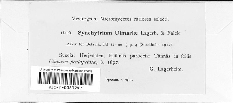 Synchytrium ulmariae image