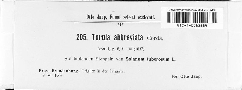 Torula abbreviata image
