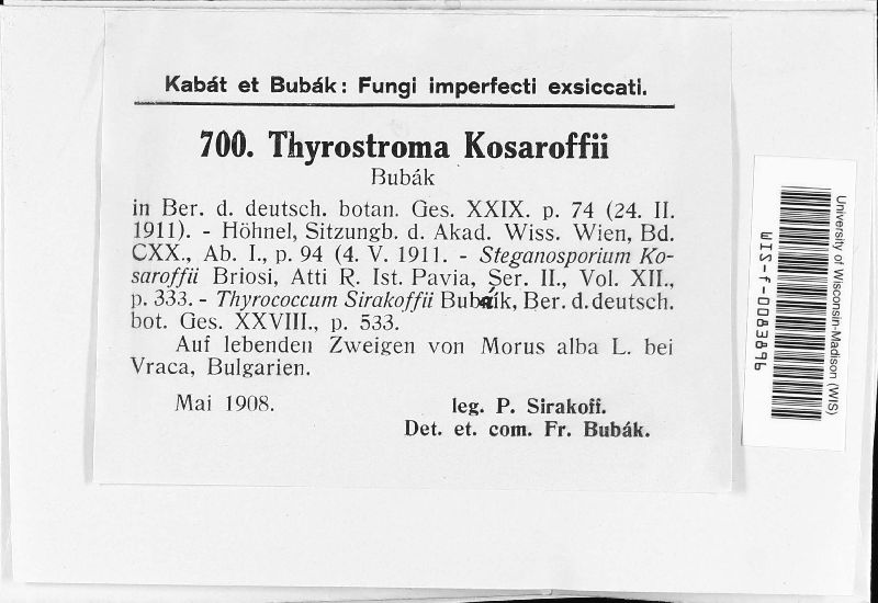 Thyrostroma kosaroffii image