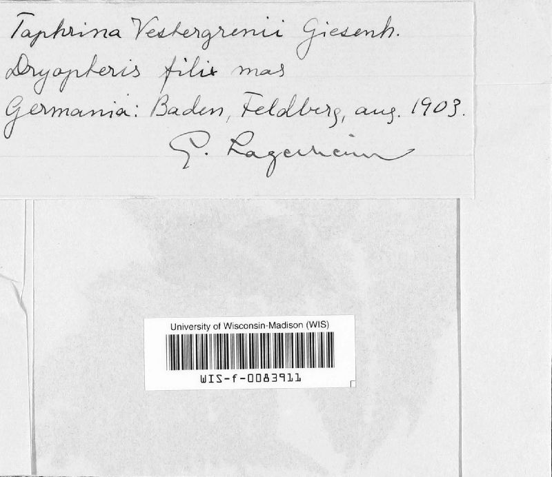 Taphrina vestergrenii image