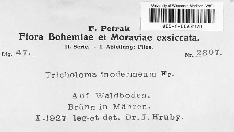 Tricholoma inodermeum image