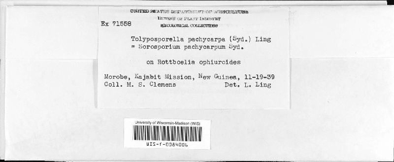 Tolyposporella pachycarpa image