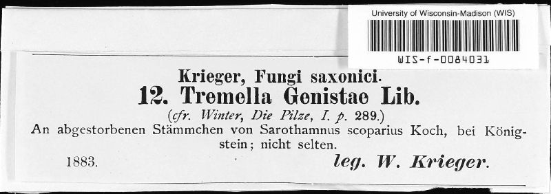 Tremella genistae image