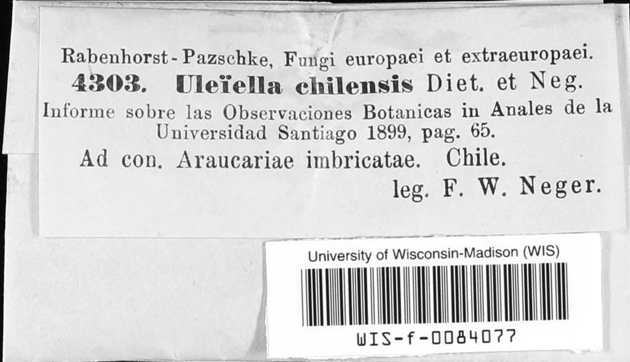 Uleiella chilensis image