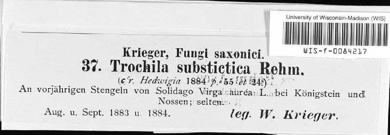 Trochila substictica image