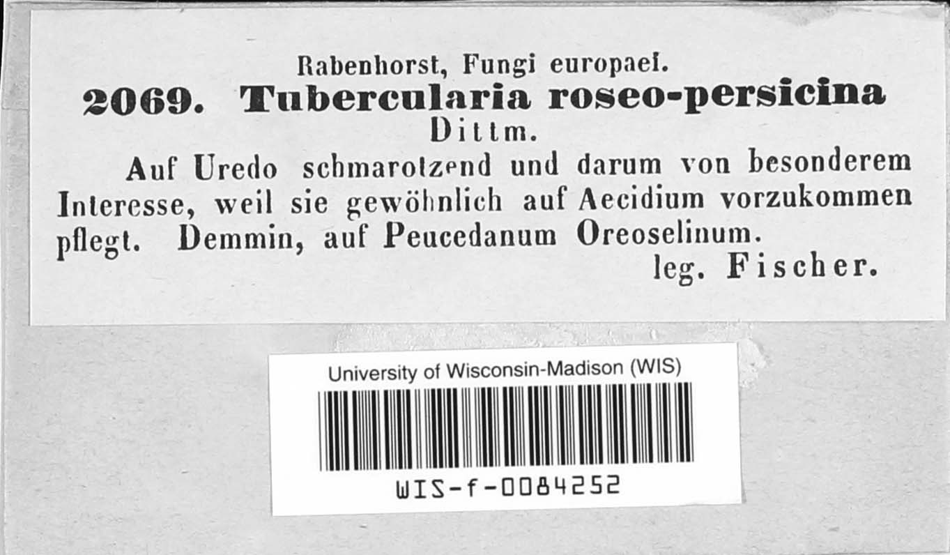 Tubercularia roseo-persicina image