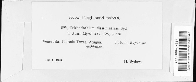 Trichodochium fuscopulveraceum image
