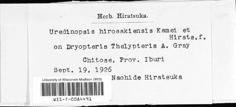 Uredinopsis hirosakiensis image