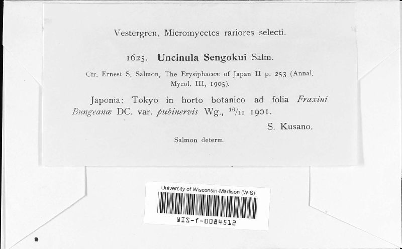 Uncinula sengokui image