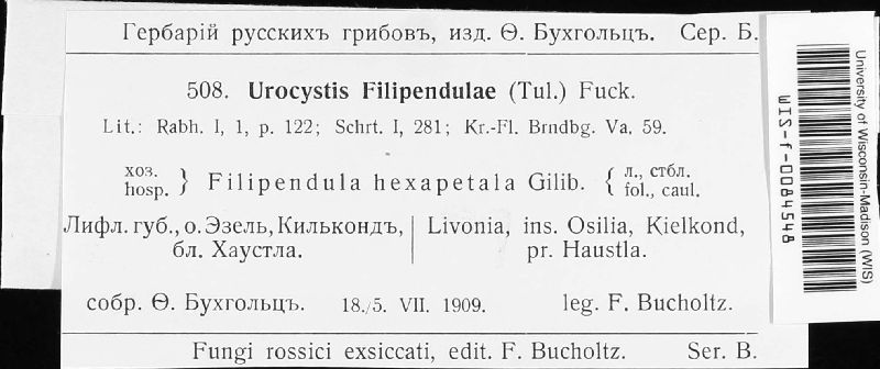 Urocystis filipendulae image