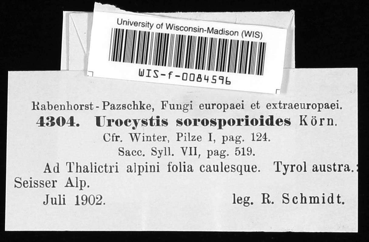Urocystis sorosporioides image