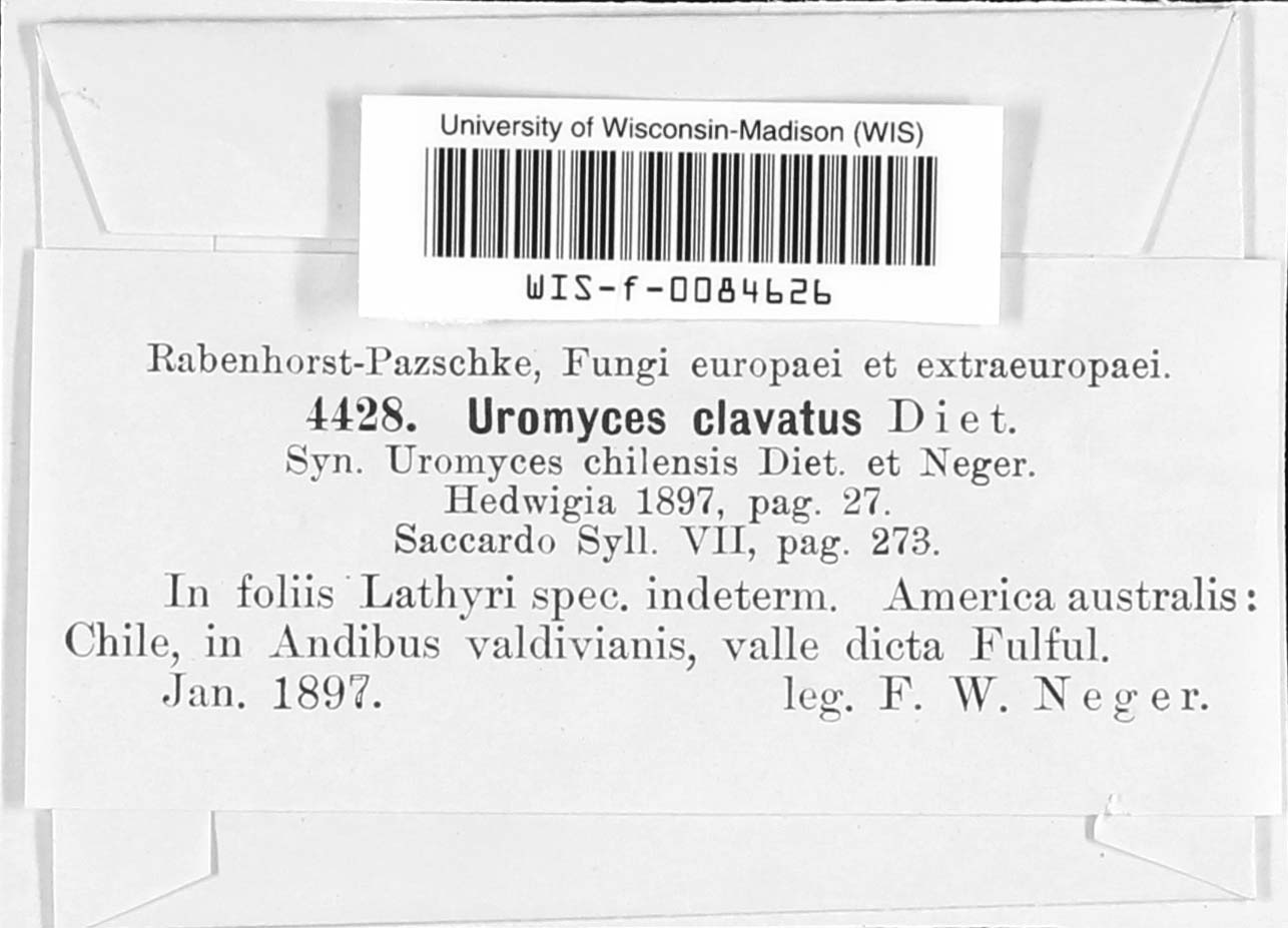 Uromyces clavatus image