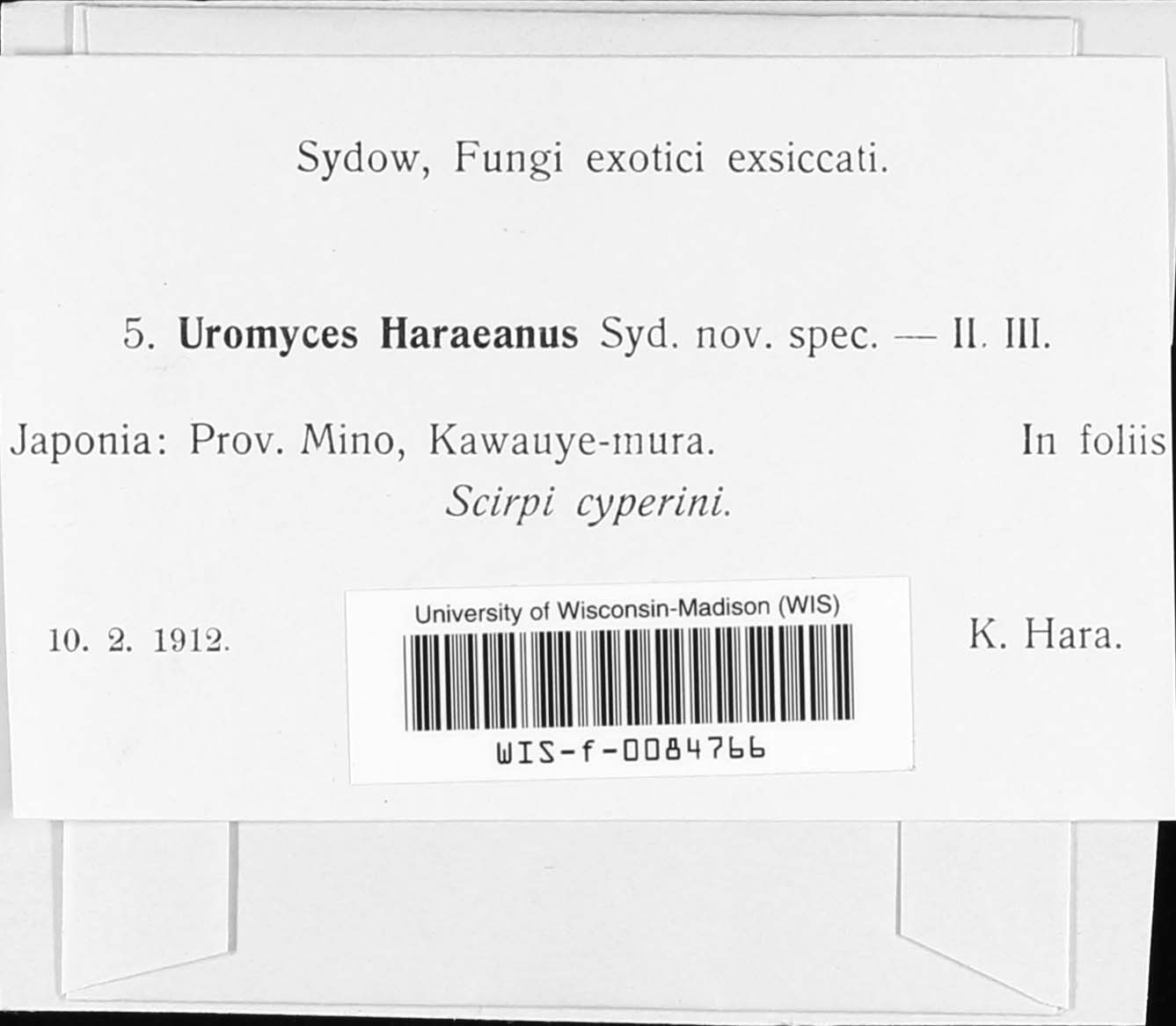 Uromyces haraeanus image
