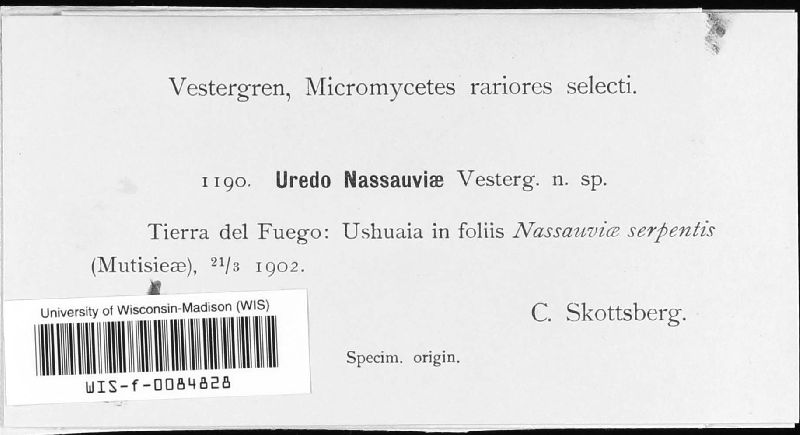 Uredo nassauviae image