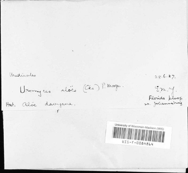 Uromyces aloës image