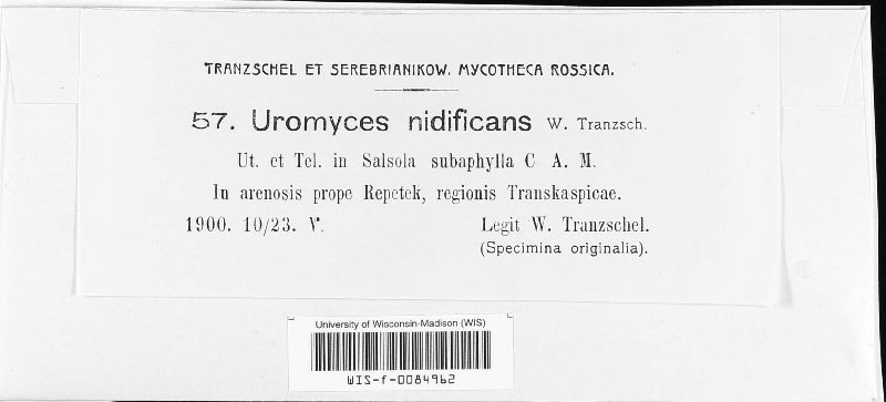 Uromyces nidificans image