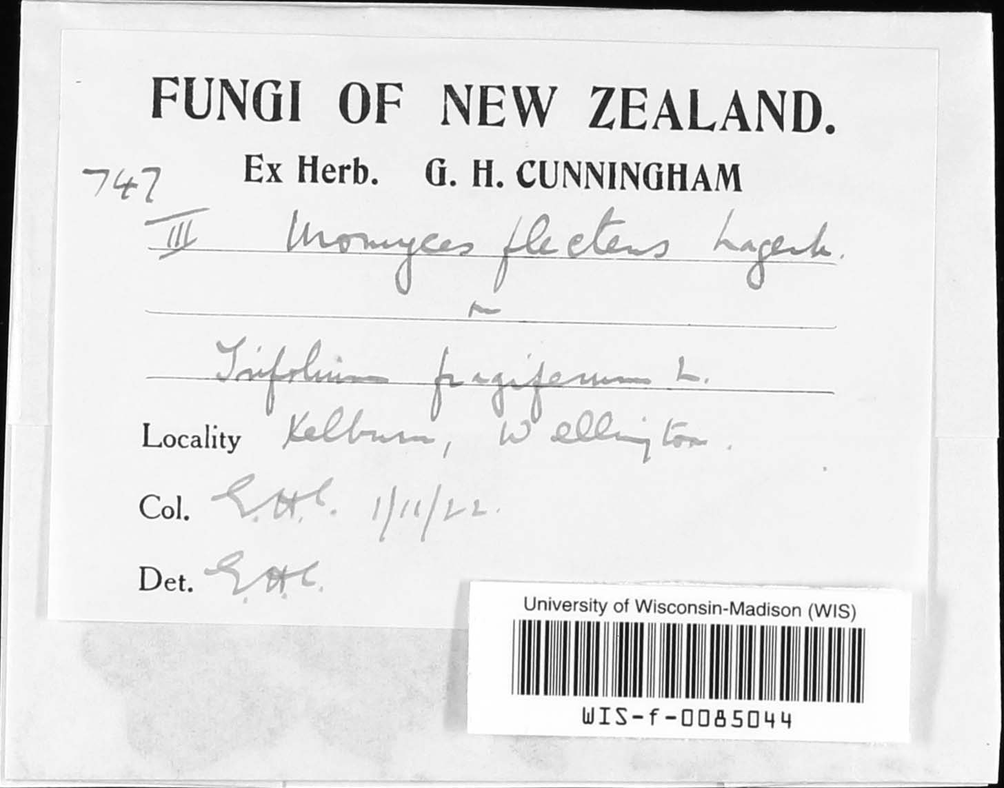 Uromyces trifolii image