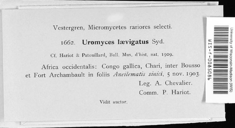 Uromyces laevigatus image