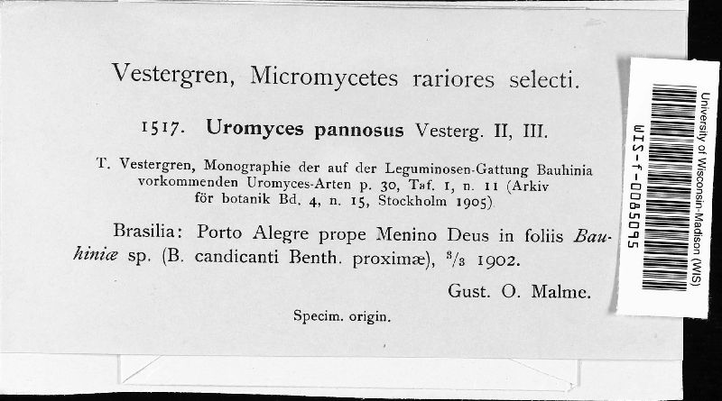 Uromyces pannosus image