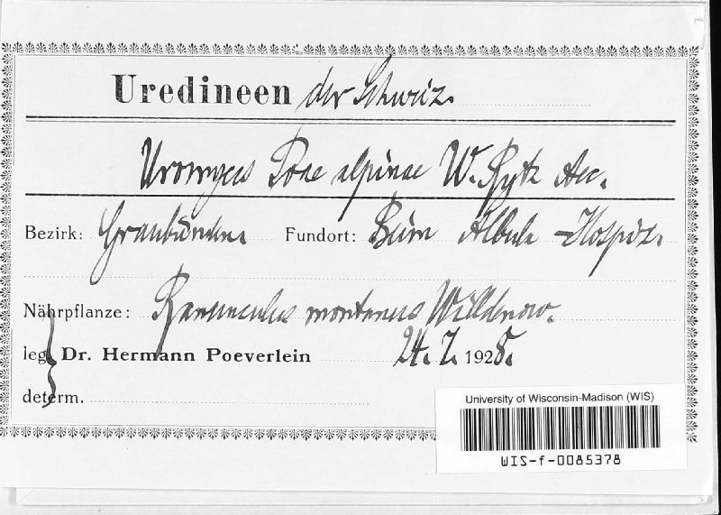 Uromyces poae-alpinae image