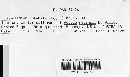 Uromycladium notabile image