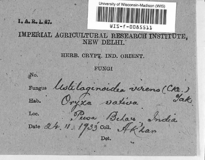 Ustilaginoidea virens image