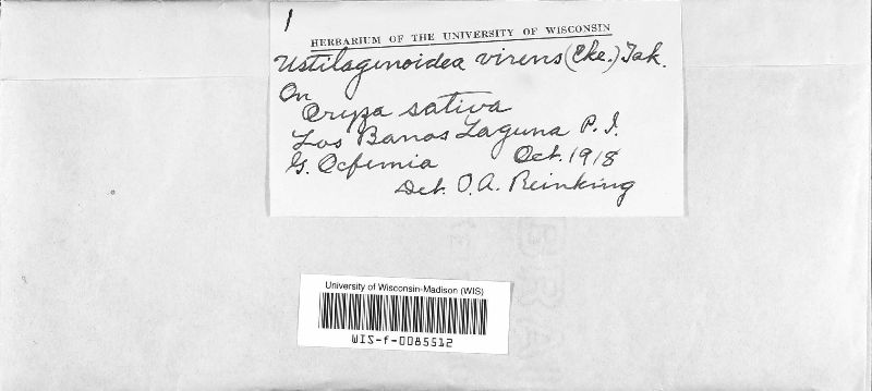 Ustilaginoidea virens image