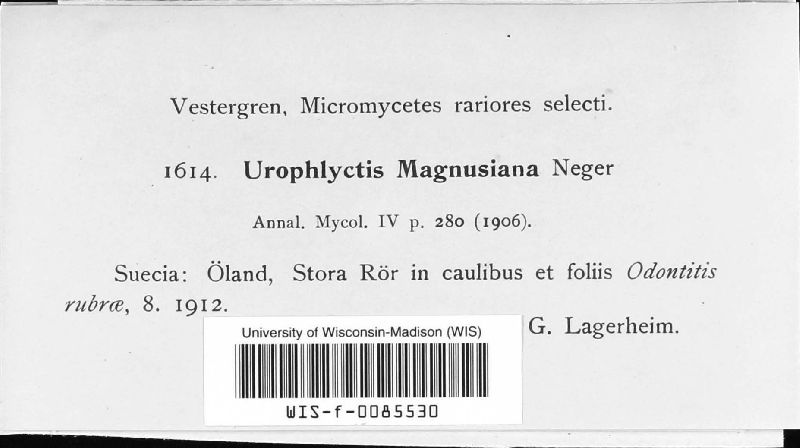 Urophlyctis magnusiana image