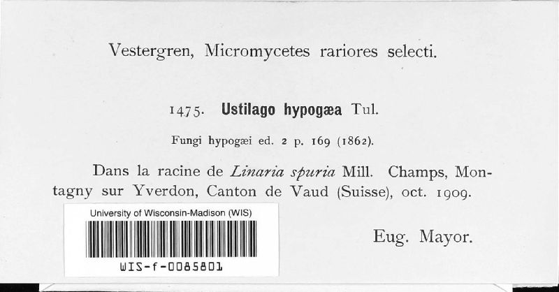 Melanotaenium hypogaeum image