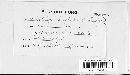 Ustilago levis image