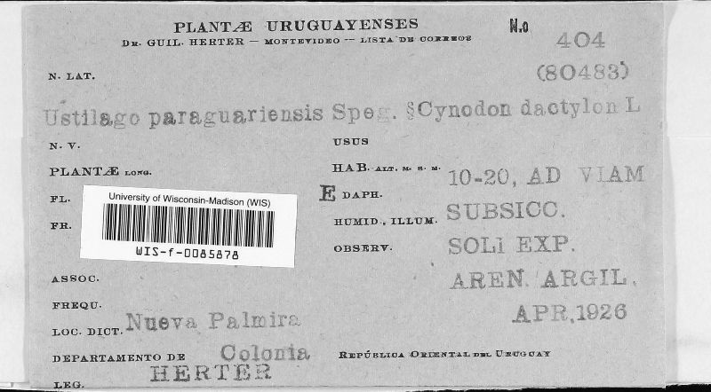 Ustilago paraguariensis image
