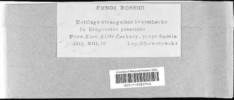 Ustilago strangulans image