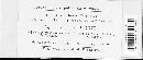 Microbotryum violaceum image