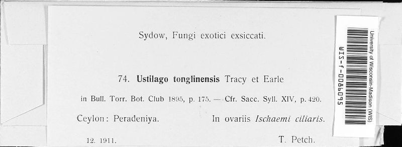 Ustilago tonglinensis image