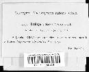 Microbotryum violaceum image