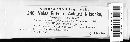 Graphis scripta image