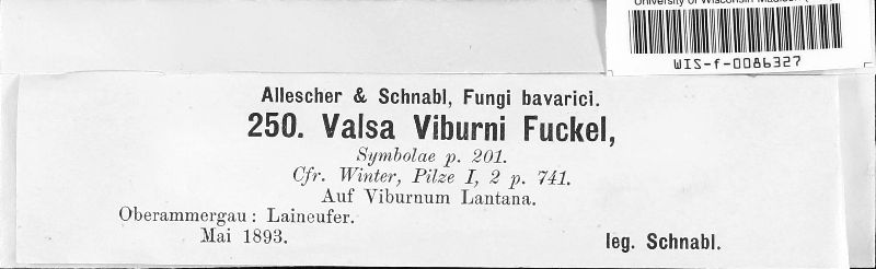 Valsa viburni image