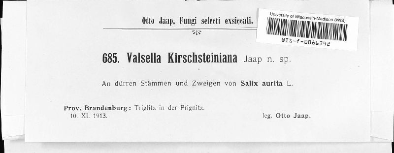 Valsella kirschsteiniana image