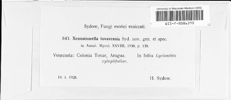 Xenostomella tovarensis image