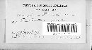 Puccinia recondita image